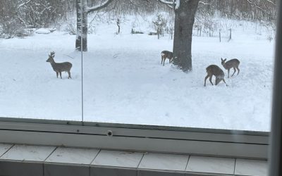 Koskaan ei tiedä mistä itsensä löytää, mutta viisas miettii sitäkin kirves kädessä halkoja hakkaamassa!