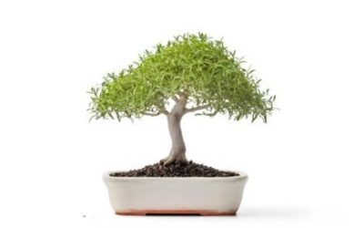 Puu ei voi ikinä kasvaa ruukkuaan isommaksi.